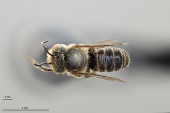 Media type: image;   Entomology 786124 Aspect: habitus dorsal view